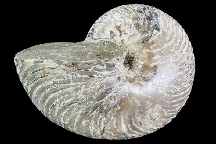 Fossil Nautilus - Madagascar #108235